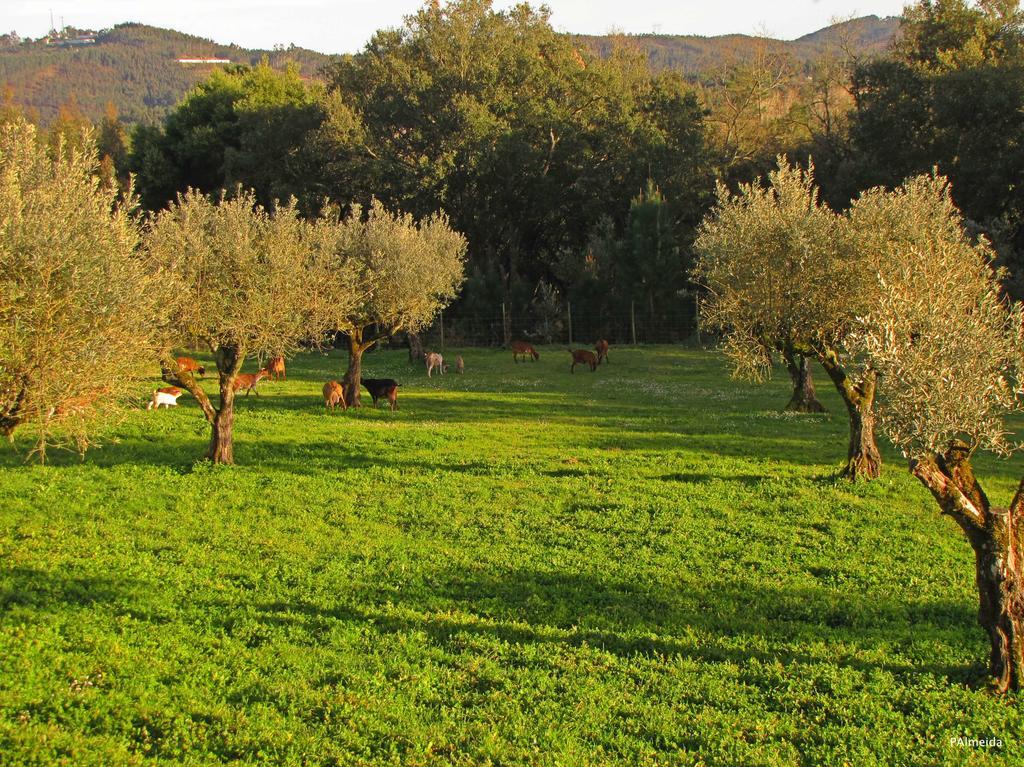 Quinta Do Cerquito Villa Ferreira do Zêzere Exterior foto